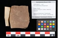 Foto (Objekt + Etikett) von Pinus palaeostrobus Ettingshausen (NHMW-GEO-2024-0188-0211)